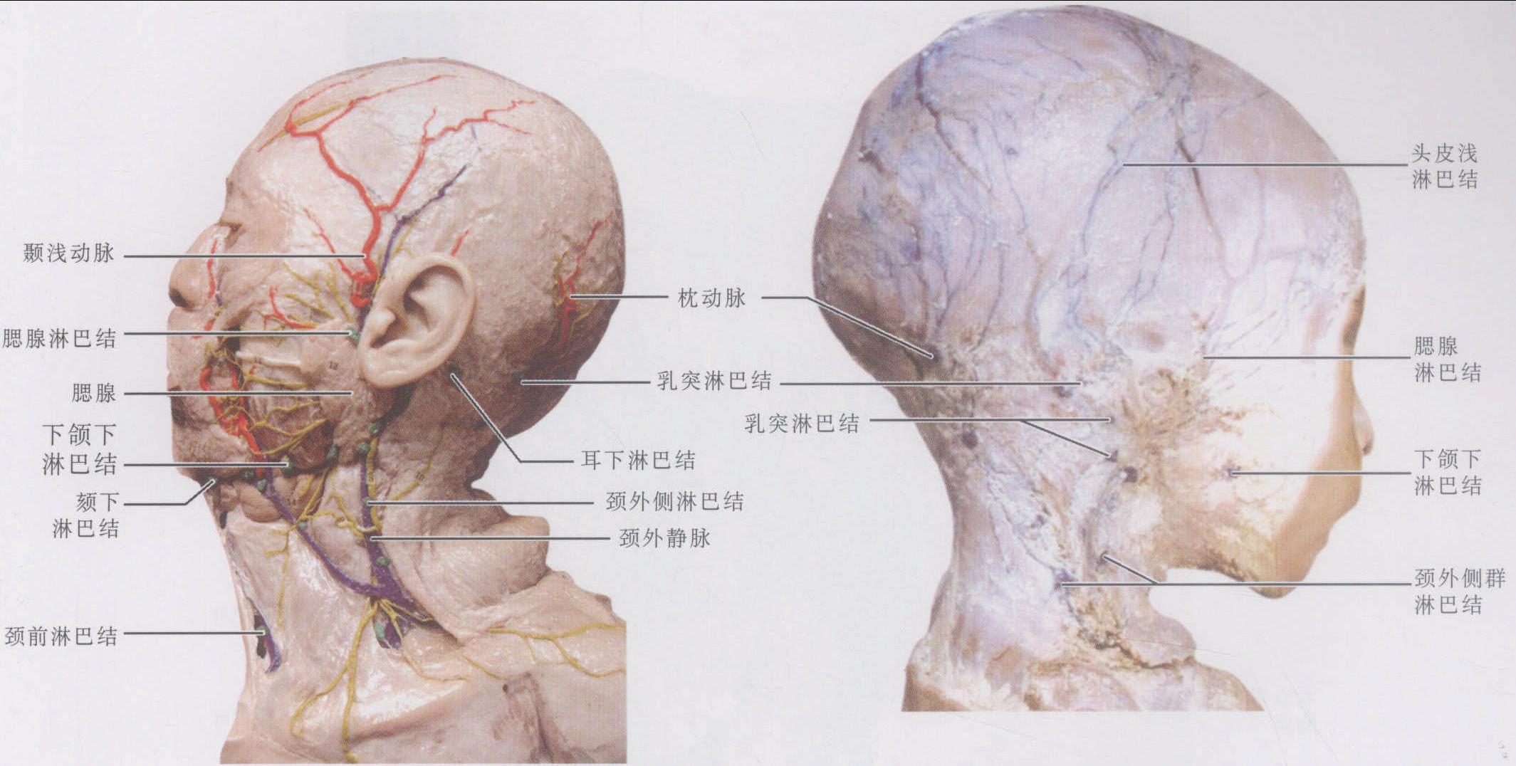 二、颈淋巴结分区-肿瘤外科手术-医学